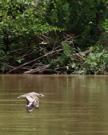 Brown-and-white bird mid-flight over brown river.