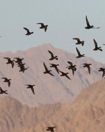 頭上を飛ぶ鳥、背景に茶色の山々。