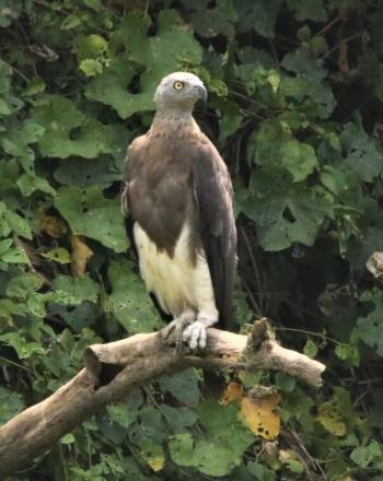 Aigle brun et blanc debout sur une partie d'un arbre mort.
