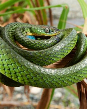 Green snake curled up on branch.