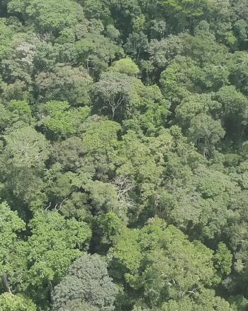 Aerial view of forest canopy.