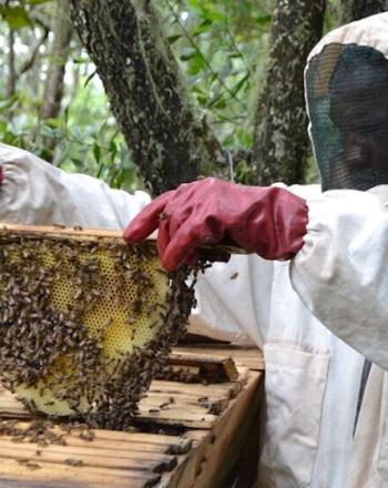 Beekeeper holds up honey comb from wooden beehive. 