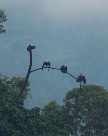 Four hooded vultures sitting on a high tree branch.