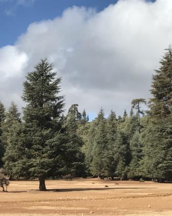 Forest of Cedrus Atlantica in Ifrane National Park