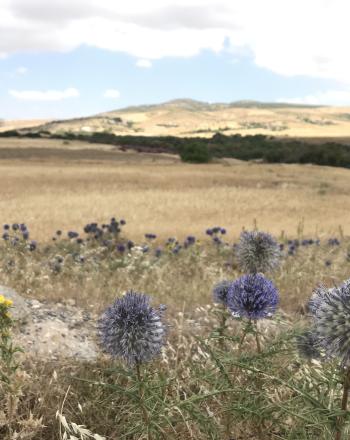 Echinops floreciendo en un paisaje agrícola, Dyr el Kef, Túnez