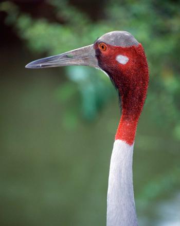 Close up of bald head, red face and white neck of sarus crane.