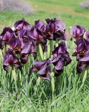 Group of purple irises growing from ground.