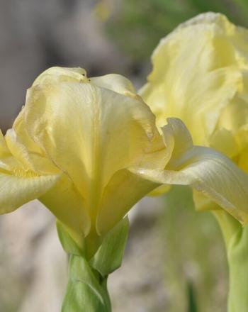 Gros plan sur deux iris jaunes.