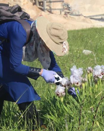 Woman bending down, clipping a white-and-purple iris out of a dozen or so.