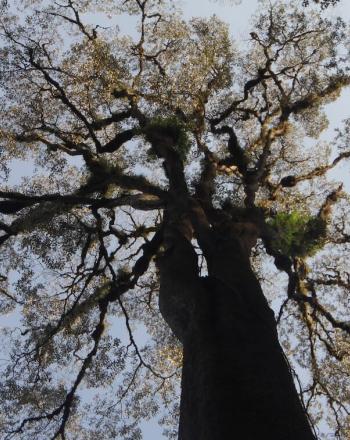 Looking up at branches of huge tree. 