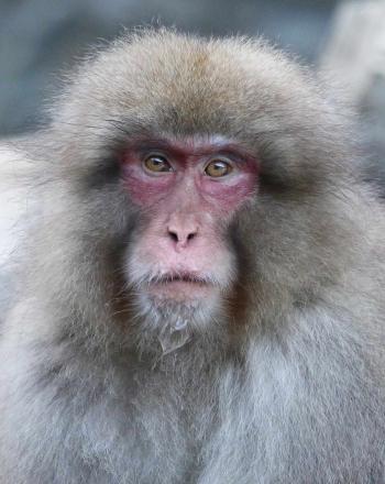 Close-up of monkey with light-brown fur and reddish face.