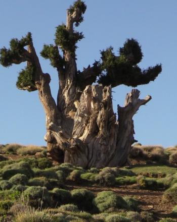 Large tree on hill, a few other smaller trees nearby.
