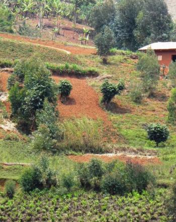 Colina con campos de cultivo y pequeña construcción.