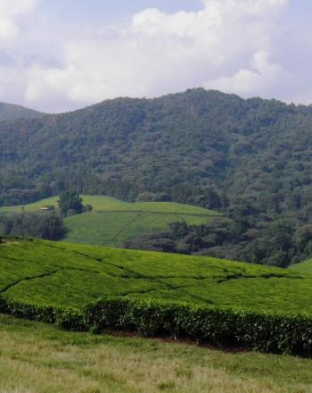 Plantación de té al frente, montaña llena de árboles al fondo.
