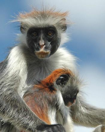 Close-up of mother monkey with juvenile between her arms.