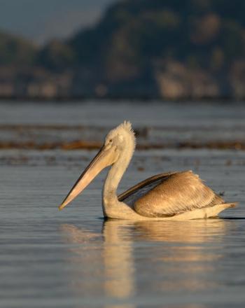 Two large pelicans on lake.