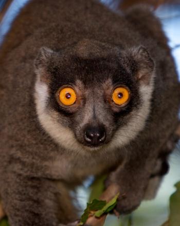 Close-up of lemur in tree looking directly into camera.