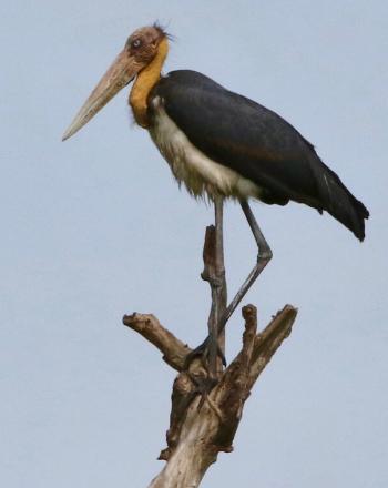 Pájaro grande de aspecto prehistórico parado sobre el tronco de un árbol.