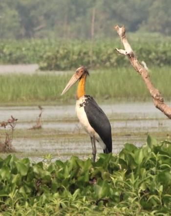 Large yellow, white and black stork standing in marsh.