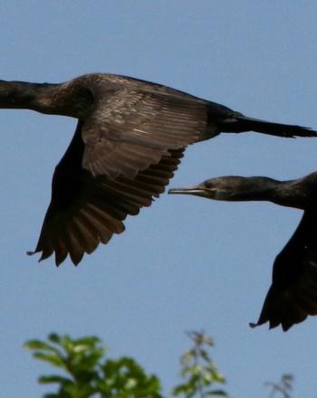 Two black birds flying.