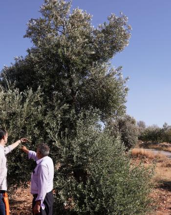 Training local farmers in Jordan in traditional agricultural practices