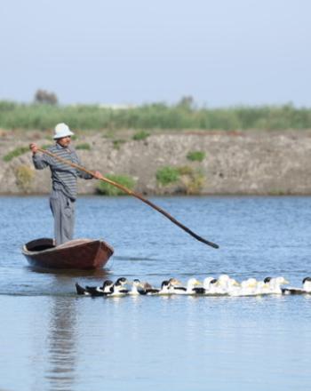 Pescador local en el lago Burullus, Egipto.