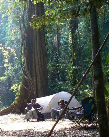 A couple tents and two people amidst a forest of tall trees.