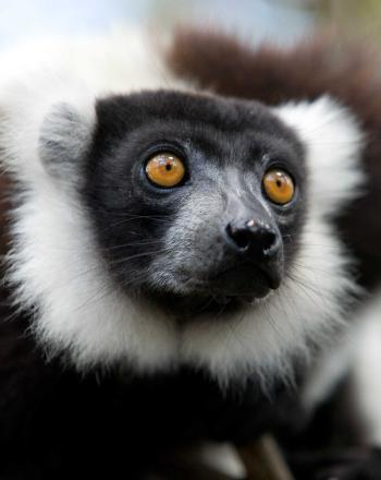 Close up of lemur's face, orange eyes.