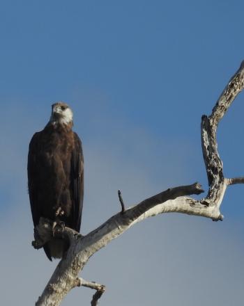 Fish eagle perched on high branch, blue sky in background.