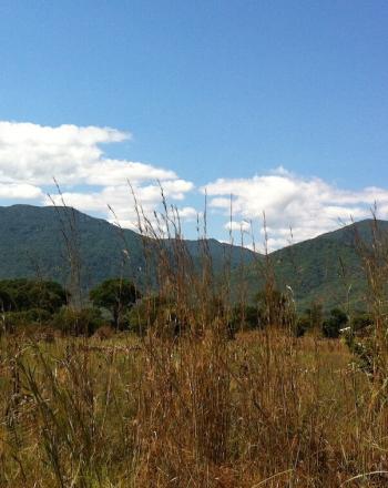前景は草が茂り、背景は丘、青い空と白い雲。