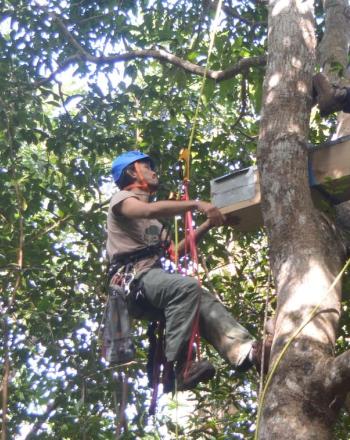 Two people with helmets and attached to ropes are high up in a tree preparing a wood box.