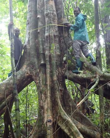 Dos hombres midiendo un árbol grande.