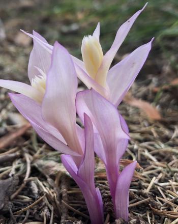 Flor violeta pálida que crece desde el suelo.