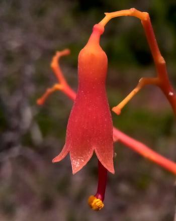 Primer plano de una flor en forma de campana de color naranja rojizo.