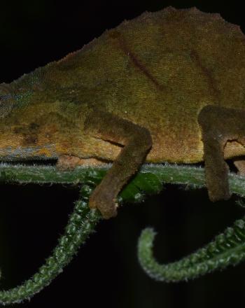 Gros plan du caméléon vert et marron sur une branche de fougère, fond noir.