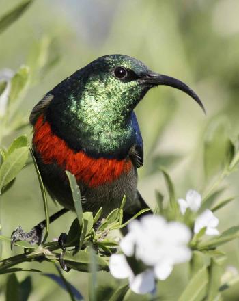 Close-up of bright green, red and blue bird with long, curving beak.