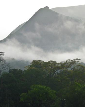 Forest in foreground, mountain background.