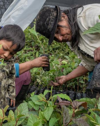 Women and small boy in community plant nursery. 