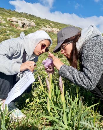 Nature Palestine Society’s team inspecting Iris lortetii in Nablus, Palestine.