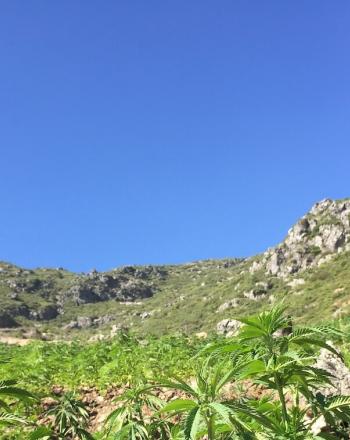 Green landscape with small mountain.