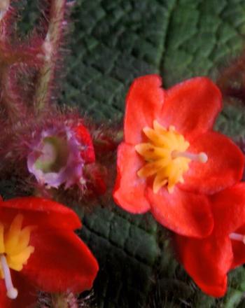 Close-up of small, delicate red flowers with large, deep-green leaves.