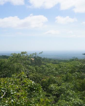 Vista del bosque