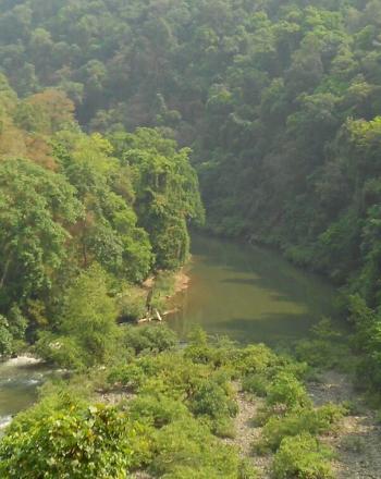High-up view of lush forest and river.
