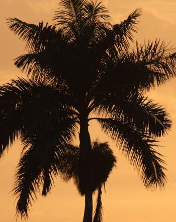 Two palm trees at twilight hour.