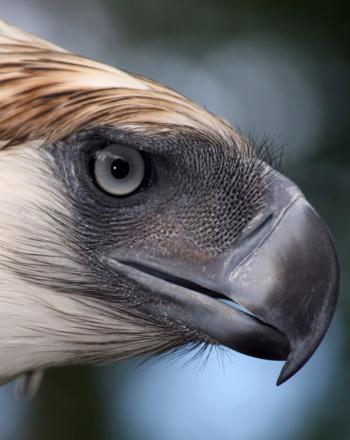 Close-up of eagle's face.