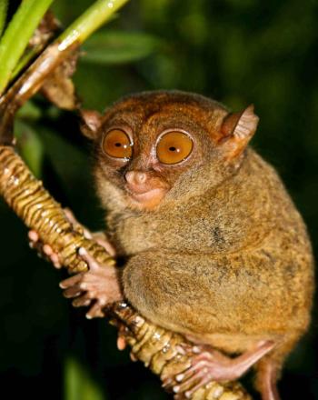 Close-up of brown, large-eyed tarsier on diagonal branch.