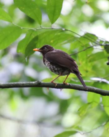 Pequeño pájaro marrón con pico amarillo y patas paradas en la rama de un árbol.