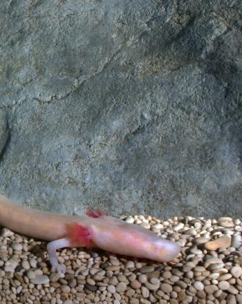 Salamandre longue et rosâtre dans la grotte.