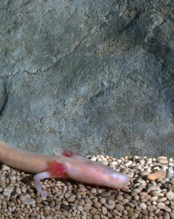 Long, pinkish salamander in cave.