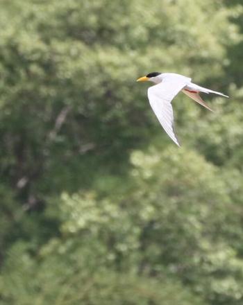 White bird with black head and yellow beak mid-flight.
